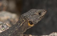 Hemicordylus capensis