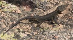 Hemicordylus capensis