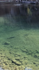 Oncorhynchus tshawytscha