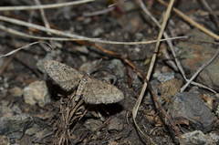 Eupithecia lariciata