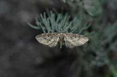 Eupithecia lariciata