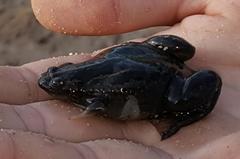 Xenopus gilli