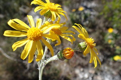 Senecio arniciflorus