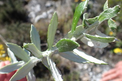 Senecio arniciflorus