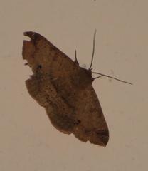 Ericeia congressa