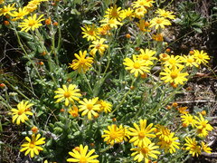 Senecio arniciflorus