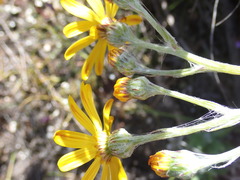 Senecio arniciflorus