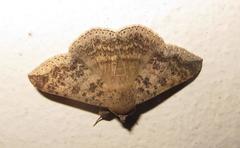 Ericeia congressa