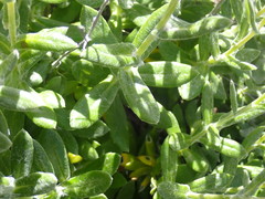 Senecio arniciflorus