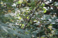 Phylloscopus collybita