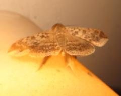 Ericeia congressa