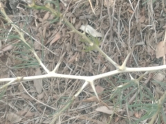 Asparagus albus
