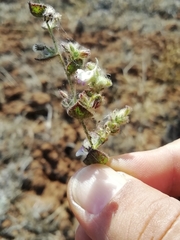 Kickxia lanigera