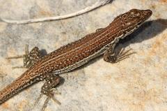 Pedioplanis burchelli