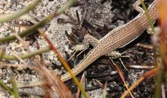 Pedioplanis burchelli