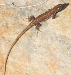 Pedioplanis burchelli