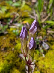 Gentianella campestris