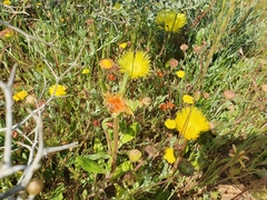 Apatesieae