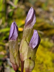 Gentianella campestris