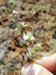 Kickxia lanigera