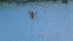 Polistes crinitus