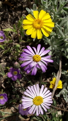 Thymophylla micropoides