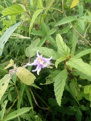 Solanum houstonii