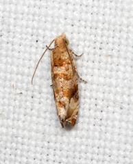 Lobesia physophora
