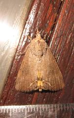 Hypocala deflorata