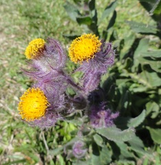 Senecio conyzifolius