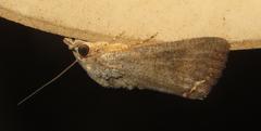 Hypocala deflorata