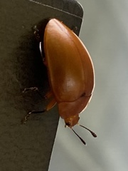 Iphiclus tibialis