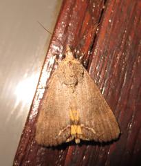 Hypocala deflorata