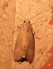 Hypocala deflorata