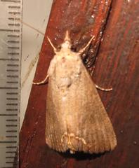 Hypocala deflorata