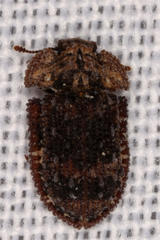 Colydiinae
