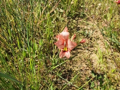 Gladiolus meliusculus