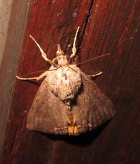 Hypocala deflorata