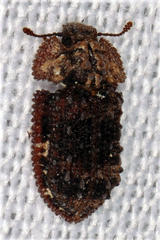 Colydiinae