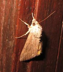 Hypocala deflorata