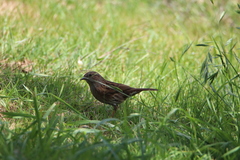 Prunella modularis