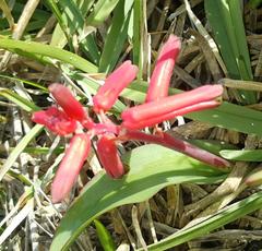 Lachenalia bulbifera
