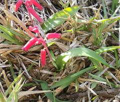 Lachenalia bulbifera