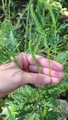 Ambrosia artemisiifolia