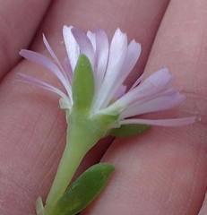 Delosperma patersoniae