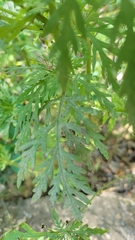 Ambrosia artemisiifolia