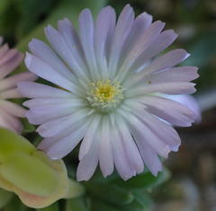 Delosperma patersoniae