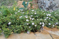 Delosperma patersoniae