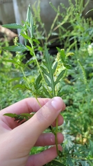 Ambrosia artemisiifolia