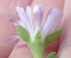 Delosperma patersoniae